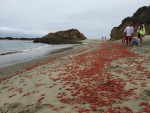 1 beach bugs Red Crab Laguna Beach Lifeguard