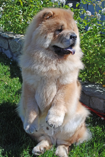 yogi bear dog breed
