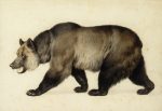 3.1 bear Charles Nahl_Grizzly Bear_City of Monterey