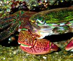 1 photo contest_1_Amateur Winner 1st Place Gregg Howe, Colorful Ccrab