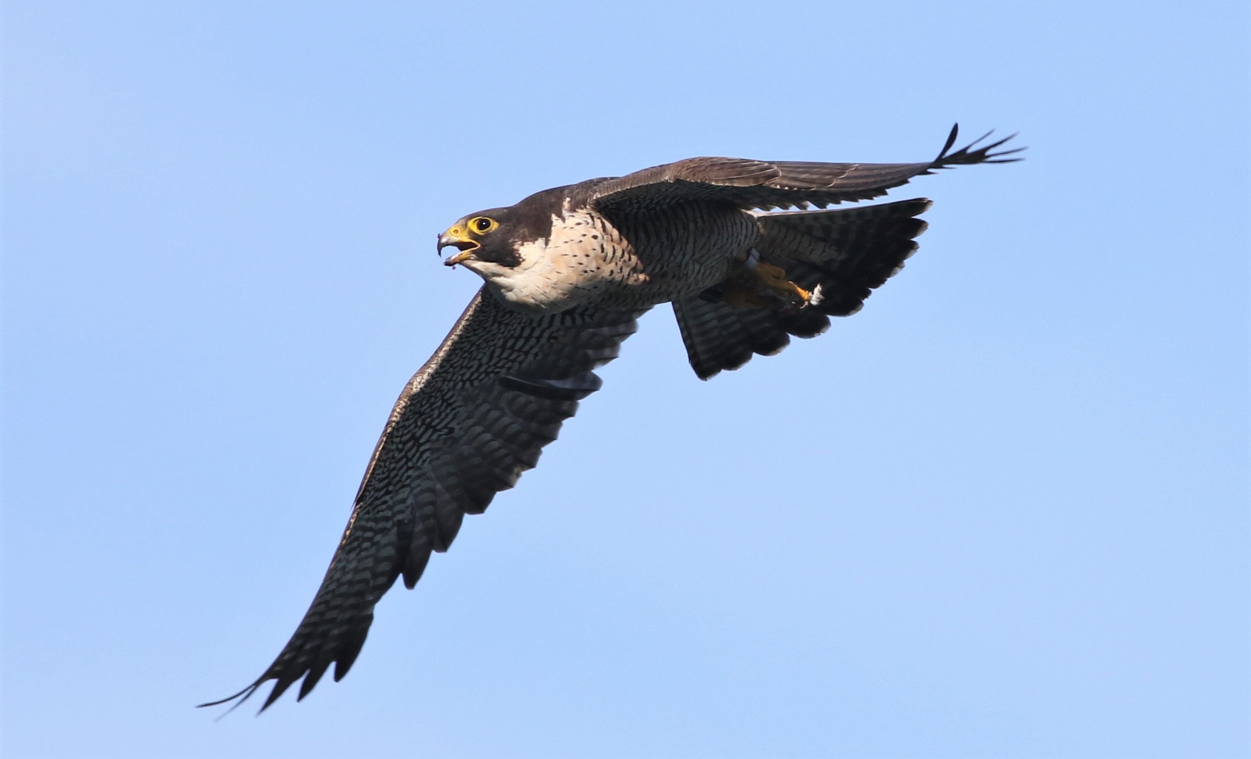 Peregrine Falcon  National Wildlife Federation