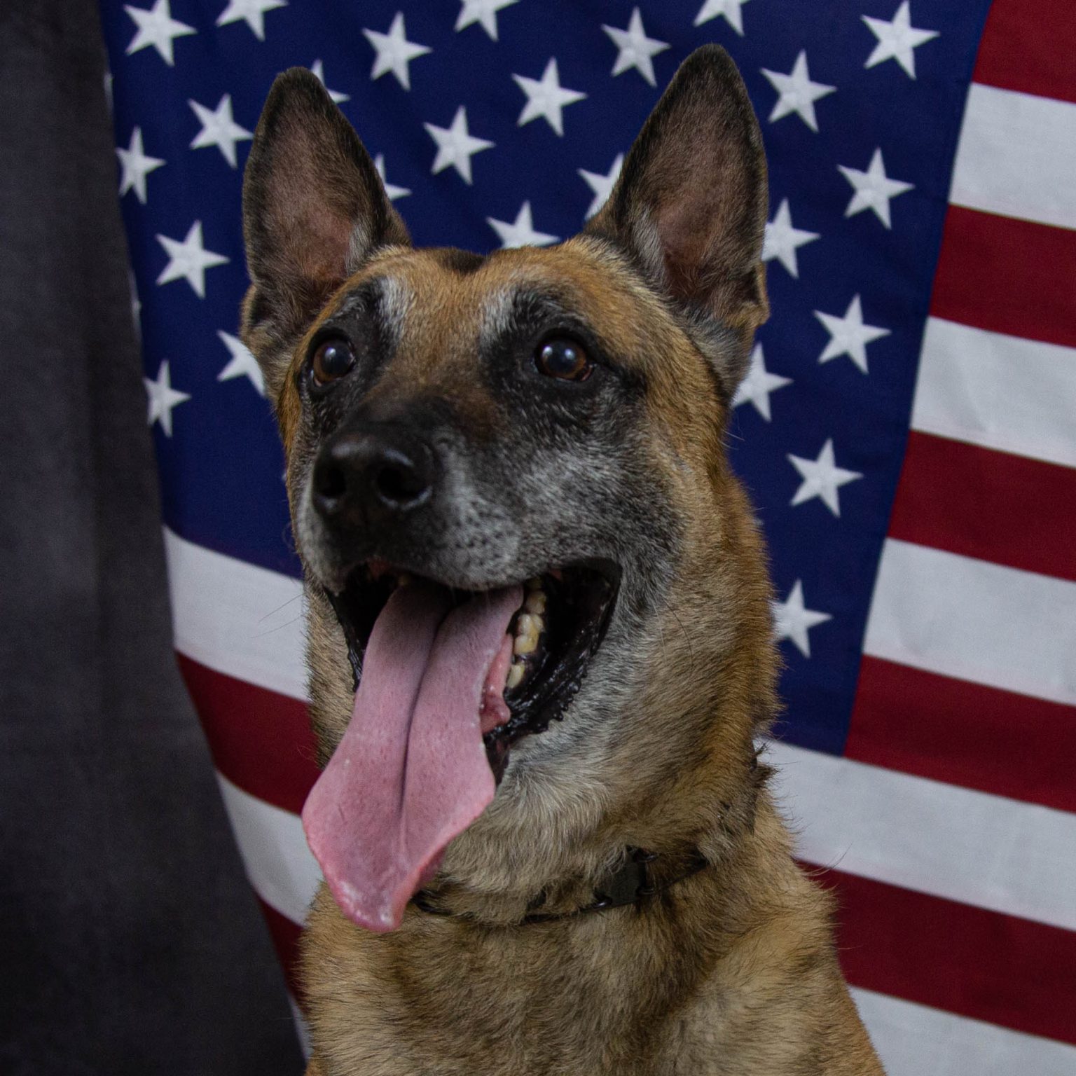 Laguna Beach police K-9 dies following cancer diagnosis, honored by O.C