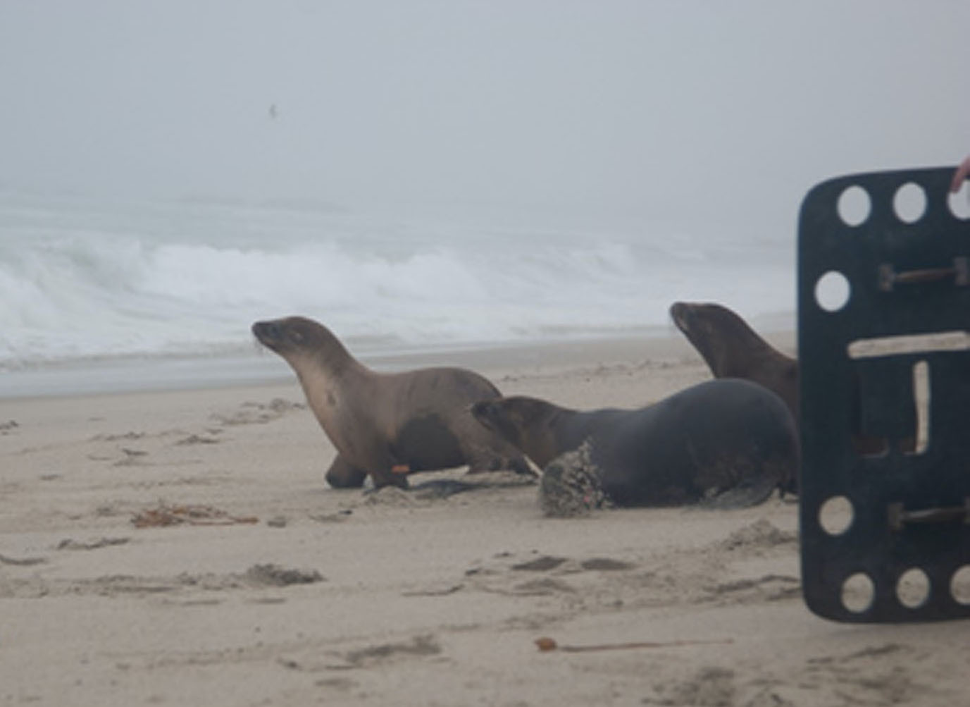 Rehabilitated sea lions released at Aliso Beach - Laguna Beach Local News