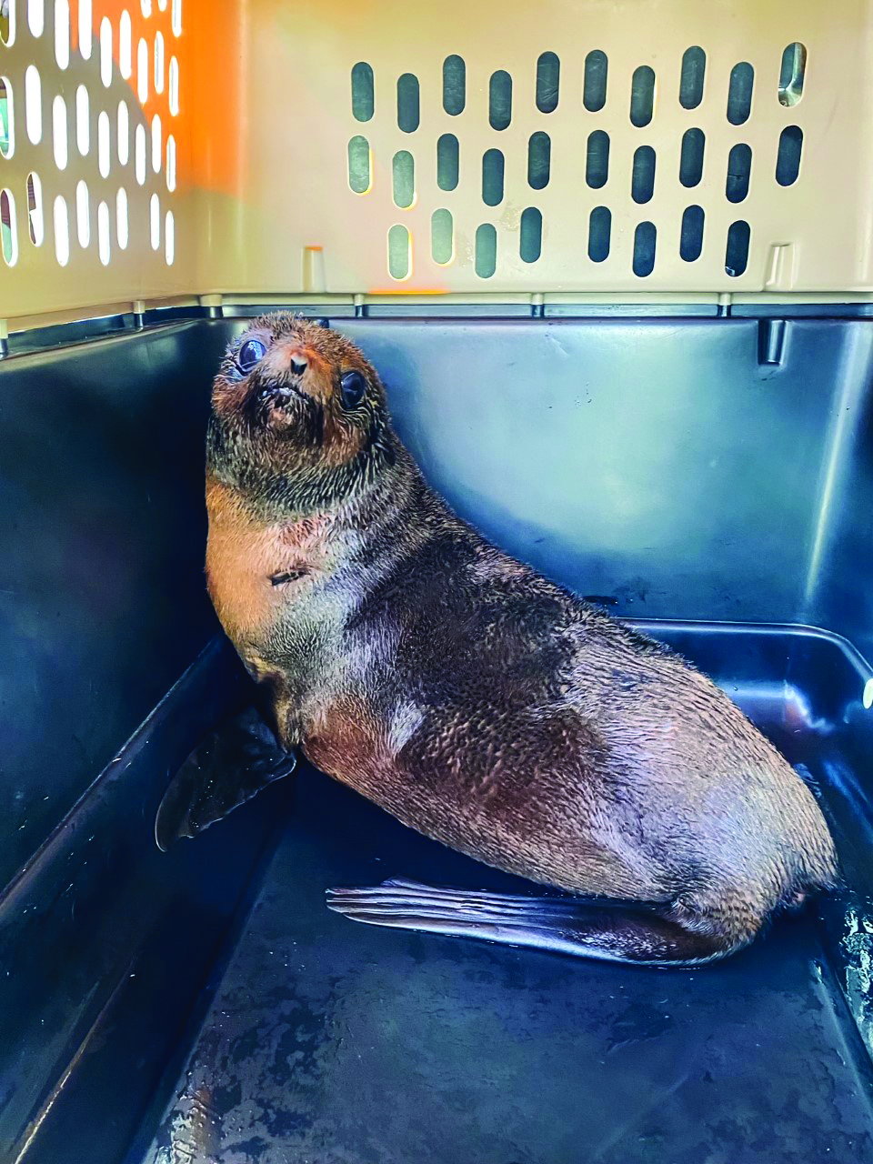 Pacific Marine Mammal Center Releases Rehabilitated Northern Fur Seal